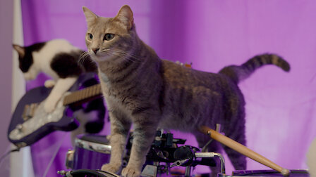 Cat People Netflix Official Site